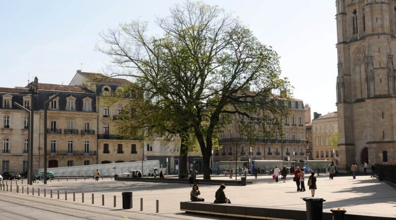 Les arbres dans nos villes ont de plus en plus de difficultés à survivre quand solitaires.