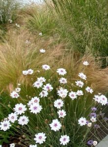 Ce jardin a remporté le Grand Prix du Jury lors du CONCOURS DE L’ENTREPRENEUR DE JARDINS DE WALLONIE 2022.