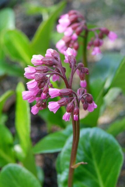 Bergenia Wintermarchen