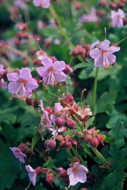 Geranium macrorrhizum ‘Ingwersen’