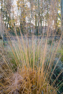 Molinia arundinacea