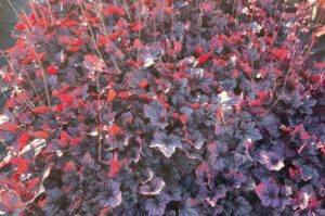 Heuchera ‘Pools of Purple’