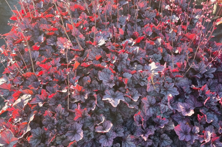 Heuchera ‘Pools of Purple’ 