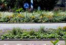 Avec les plantes vivaces, les espaces publics se végétalisent