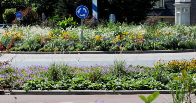 Avec les plantes vivaces, les espaces publics se végétalisent