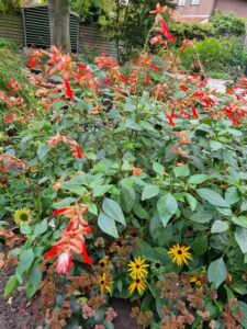 Salvia ‘Love and Wishes’