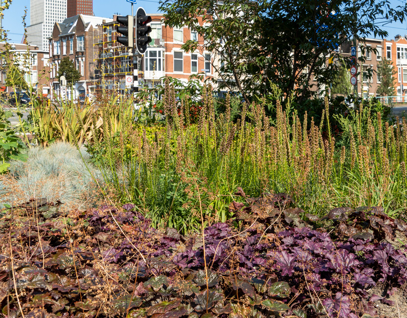 Heuchera, Festuca 