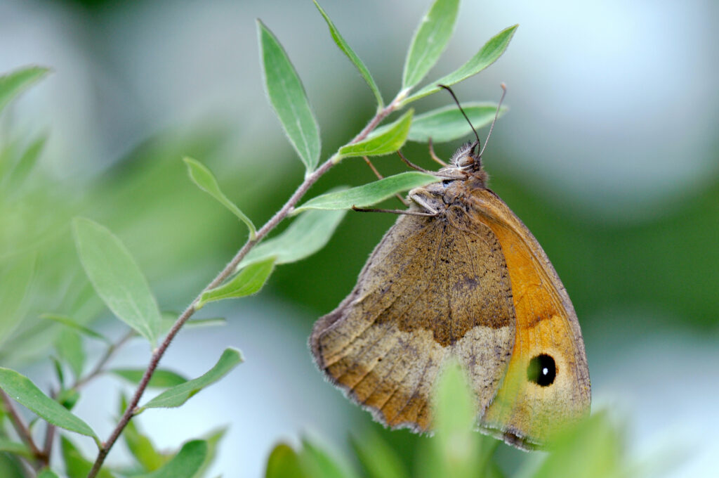 Devinez qui papillonne au jardin !