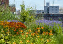 Les végétaux des espaces publics : ces plantes vivaces restent belles, même en cas de sécheresse