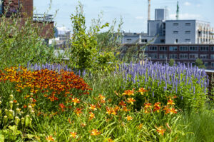 Les végétaux des espaces publics : ces plantes vivaces restent belles, même en cas de sécheresse