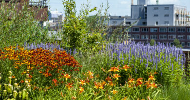 Les végétaux des espaces publics : ces plantes vivaces restent belles, même en cas de sécheresse