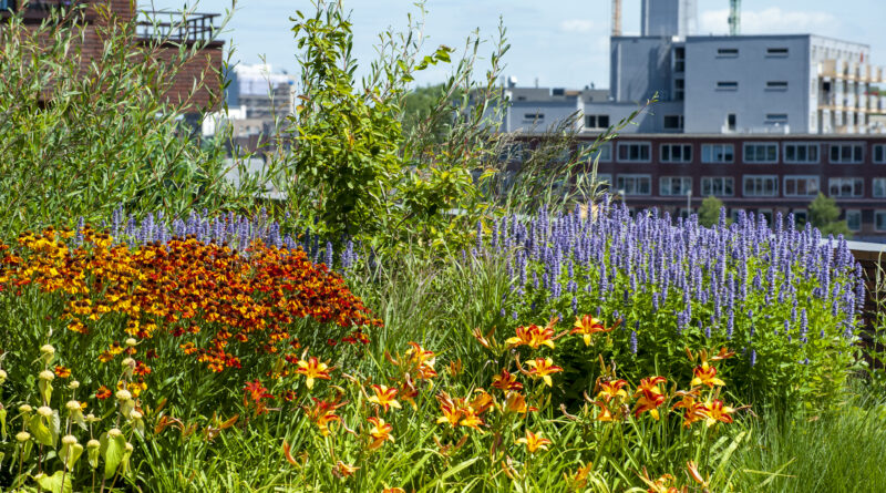 Les végétaux des espaces publics : ces plantes vivaces restent belles, même en cas de sécheresse