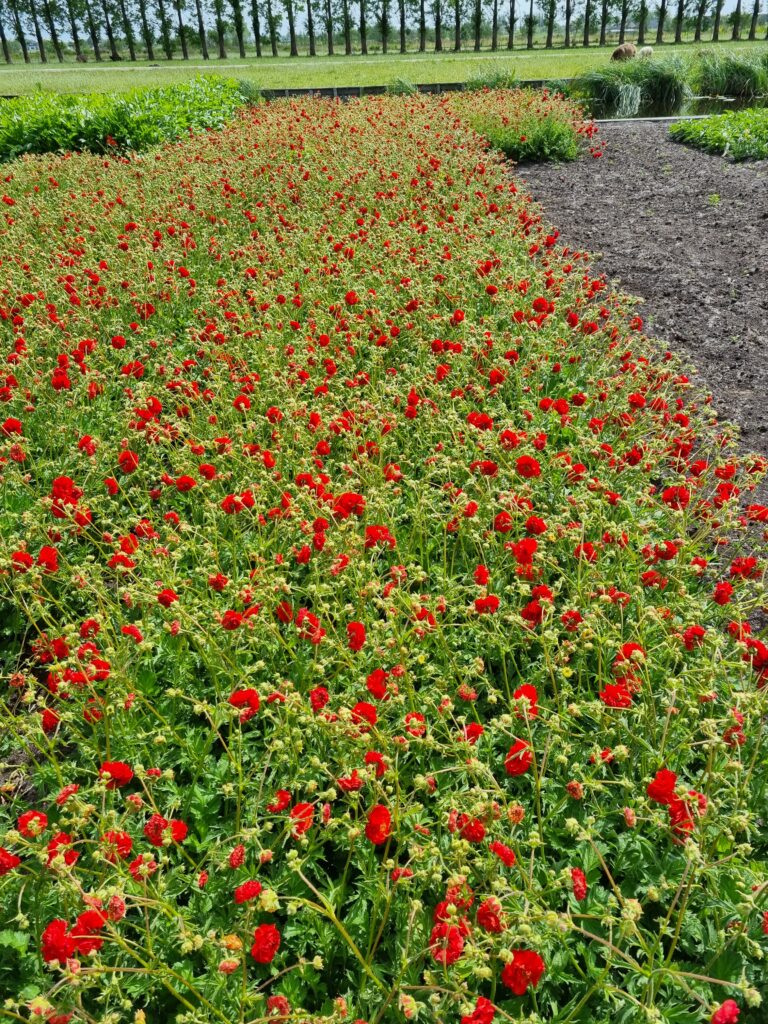 Les végétaux des espaces publics : ces plantes vivaces restent belles, même en cas de sécheresse