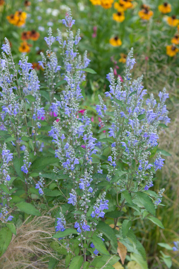 Nepeta