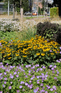 Rudbeckia, Geranium ‘Azure Rush’