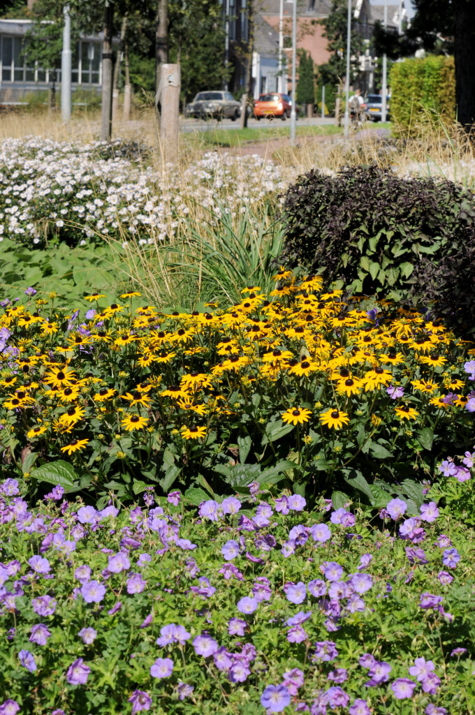 Rudbeckia, Geranium ‘Azure Rush’