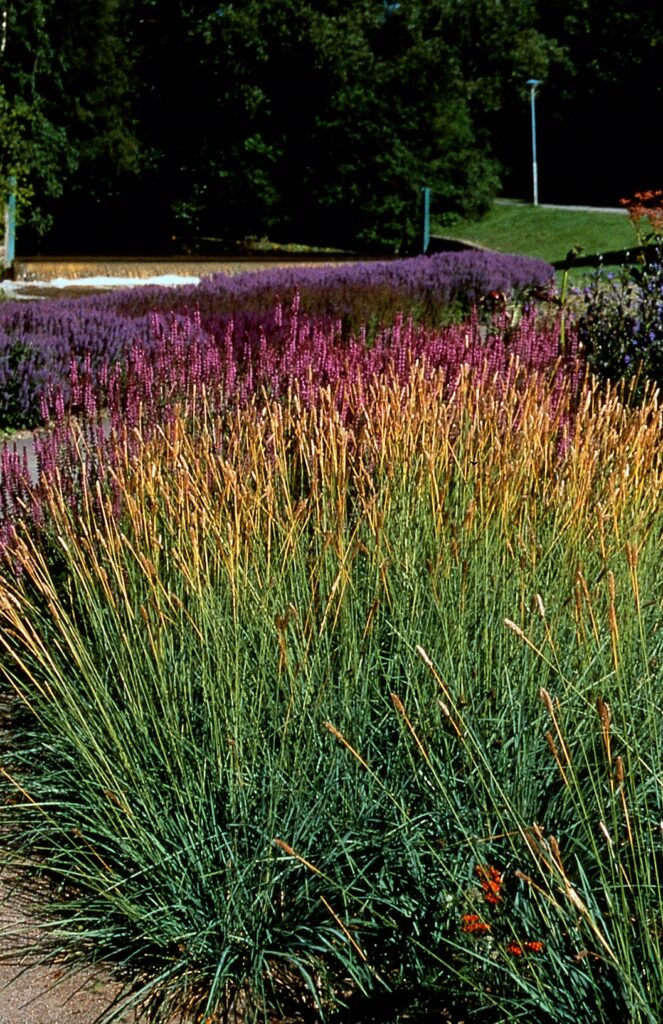 Les végétaux des espaces publics : ces plantes vivaces restent belles, même en cas de sécheresse