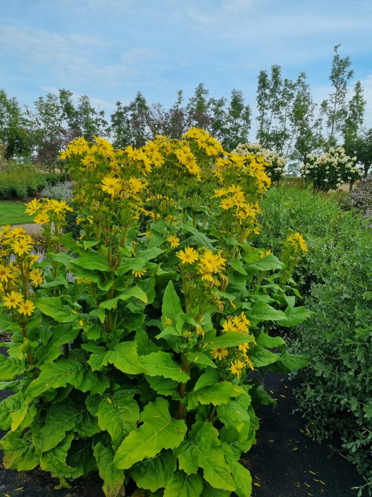 Les végétaux des espaces publics : ces plantes vivaces restent belles, même en cas de sécheresse : Silphium ‘JS Maya’