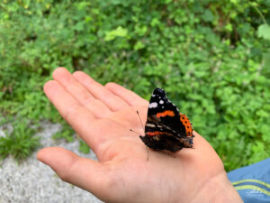 Devinez qui papillonne au jardin !