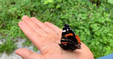 Devinez qui papillonne au jardin !