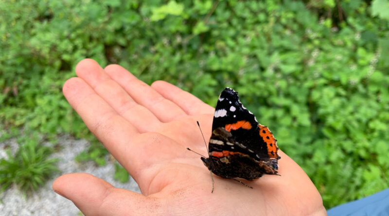 Devinez qui papillonne au jardin !