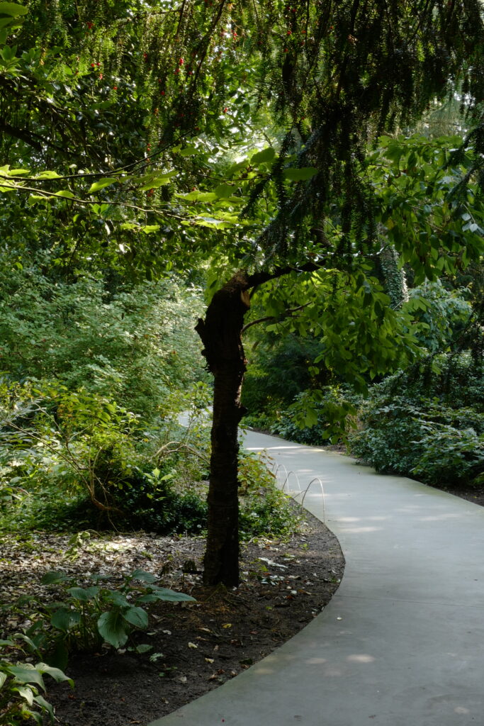 L’Arboretum de Kalmthout, riche en plantes d’ombre dans une atmosphère de forêt.