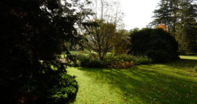 Arboretum de Wespelaar : dans cet environnement boisé, l’intensité de l’ombre varie.