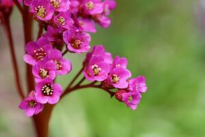 Désormais, toutes les collections de plantes de notre pays se trouvent sur un seul site web