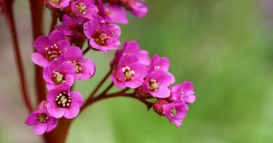 Désormais, toutes les collections de plantes de notre pays se trouvent sur un seul site web