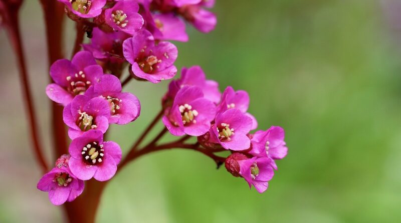 Désormais, toutes les collections de plantes de notre pays se trouvent sur un seul site web