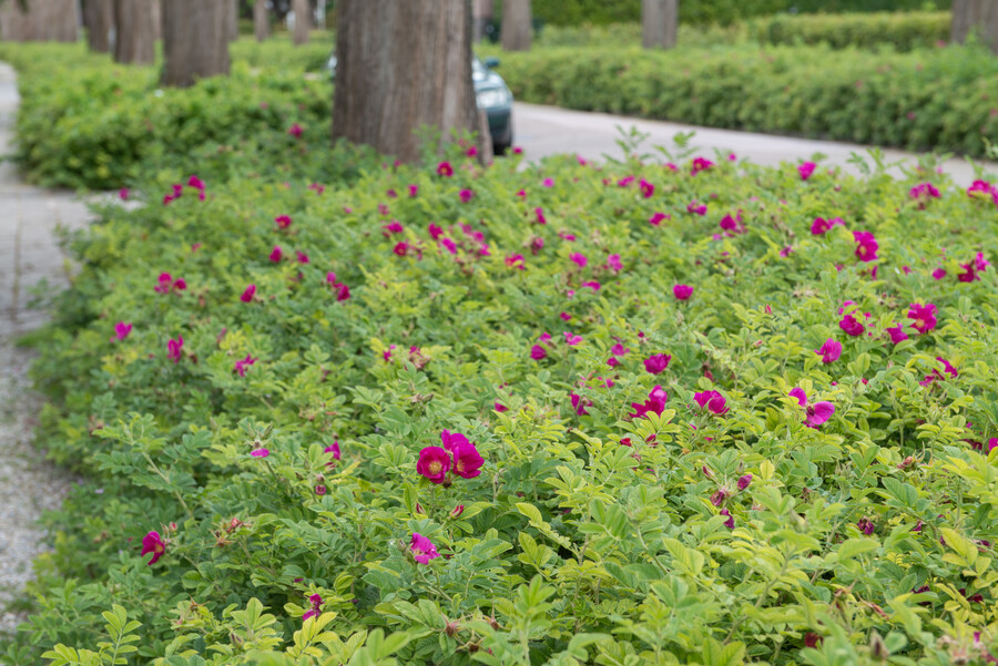 Amélioration de la qualité des espaces verts publics grâce aux rosiers couvre-sol