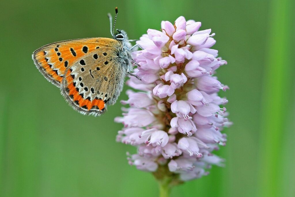 Grand Recensement : peu de papillons au jardin en juillet