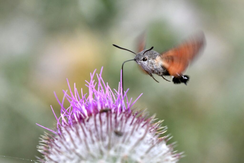 Grand Recensement : peu de papillons au jardin en juillet