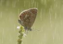 Grand Recensement : peu de papillons au jardin en juillet