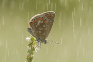 Grand Recensement : peu de papillons au jardin en juillet