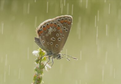 Grand Recensement : peu de papillons au jardin en juillet