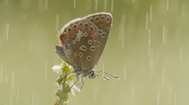 Grand Recensement : peu de papillons au jardin en juillet