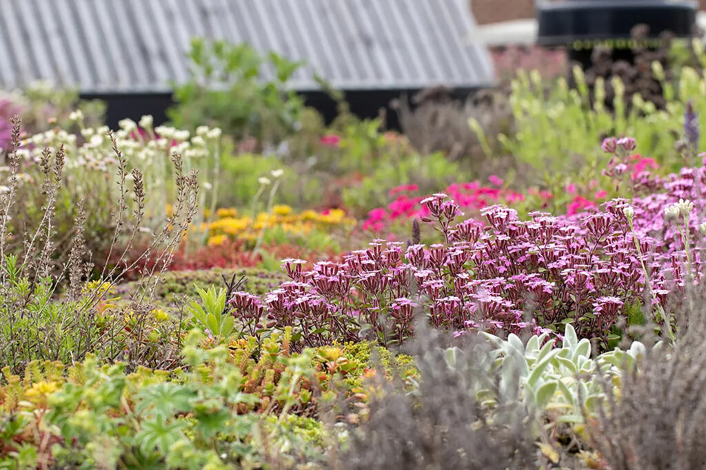 Toitures végétales et jardins de toiture