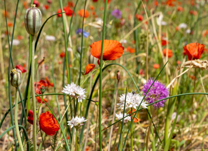 Allium, papaver