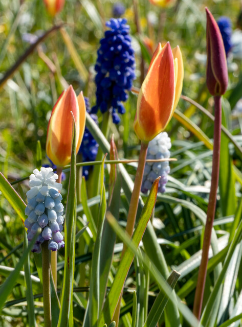 Tulipa, Muscari