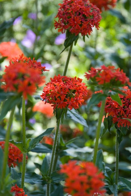 Lychnis chalcedonica 