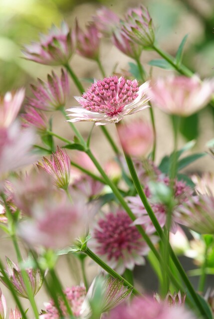 Astrantia