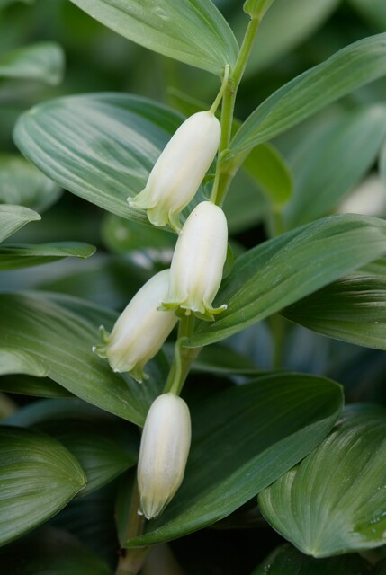 Polygonatum