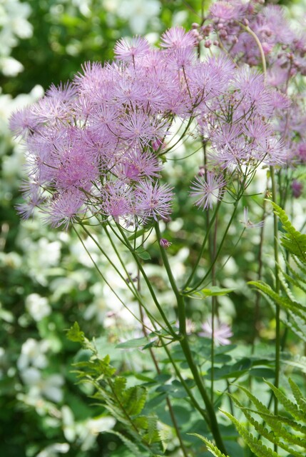 Thalictrum