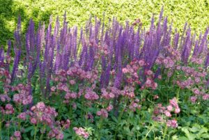 Astrantia, Salvia