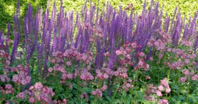 Astrantia, Salvia