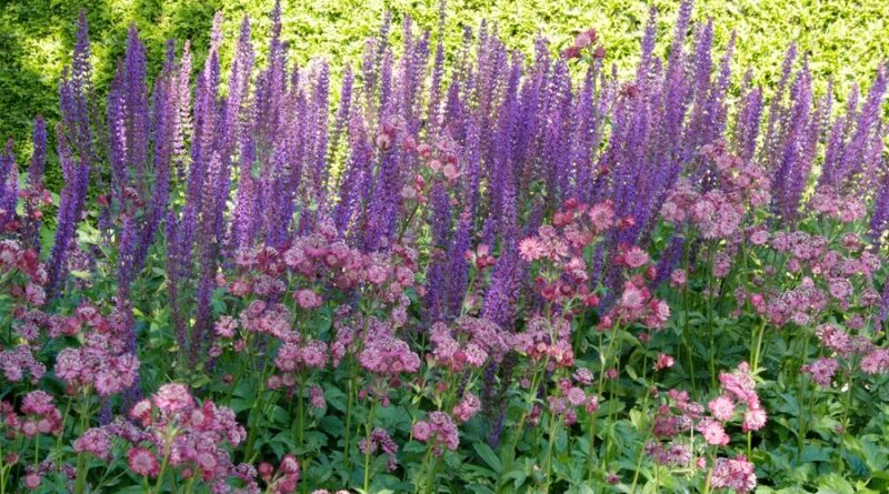 Astrantia, Salvia