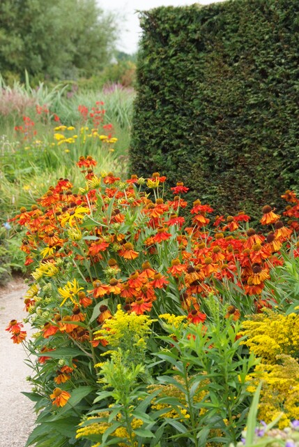 Rudbeckia; Helenium; Solidago