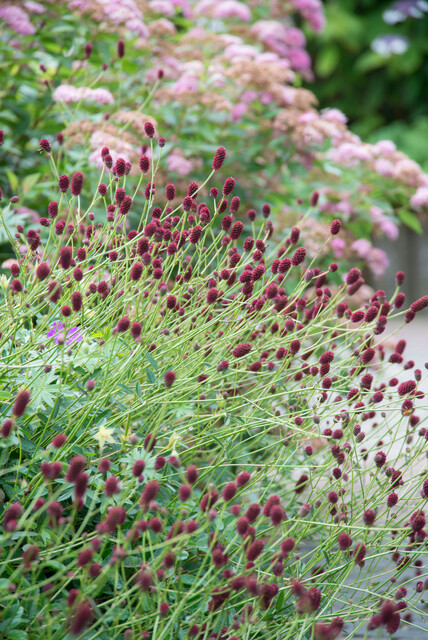 Sanguisorba