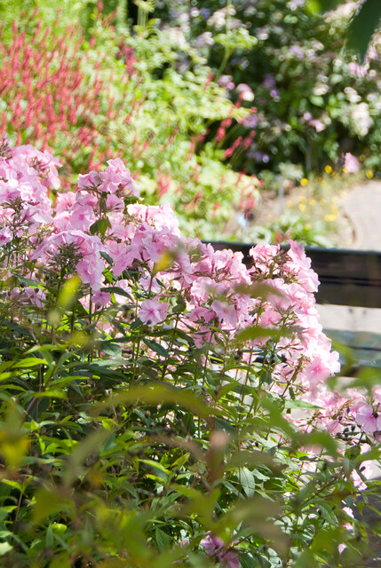 Phlox, Persicaria